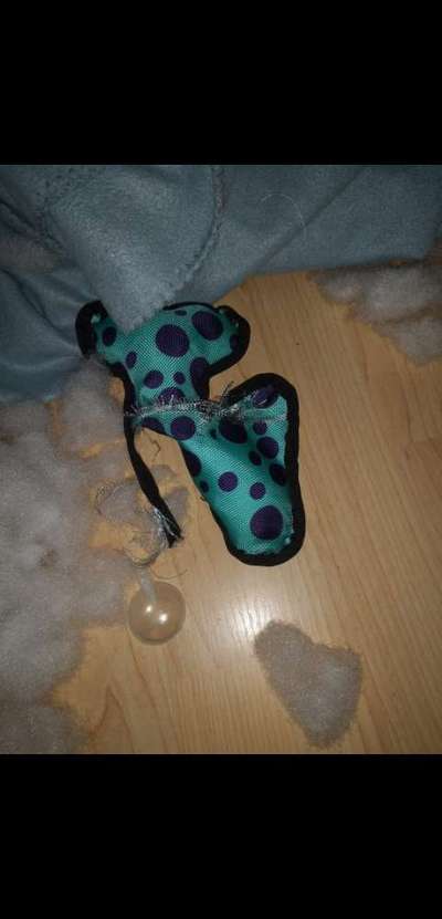 Zeig mir, dass du mit einem hund zusammenlebst....-Beitrag-Bild