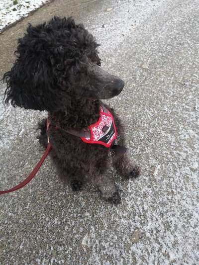 Alles rund um den Pudel-Beitrag-Bild