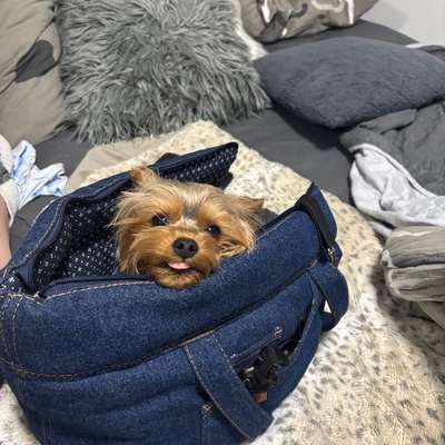 Hundetreffen-Kleine Hunde Treffen-Bild