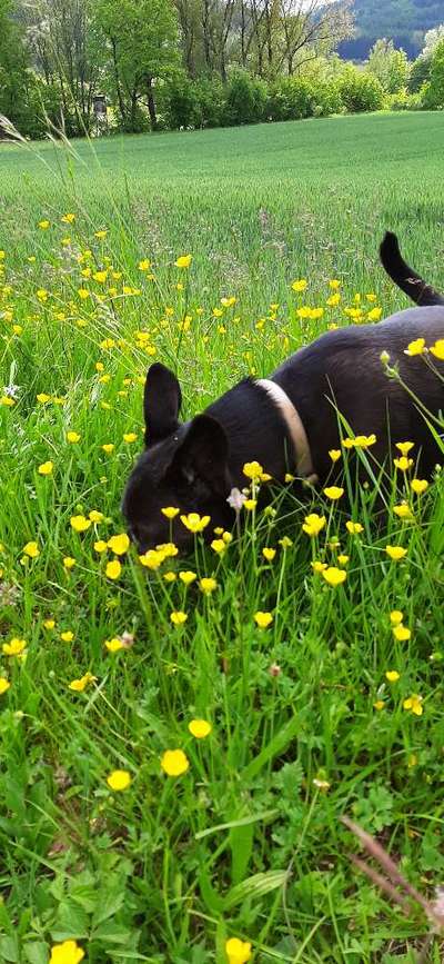 Die Dogorama Monats Challenge "Es grünt und blüht"-Beitrag-Bild