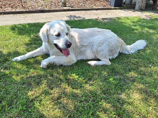 Hundetreffen-Hundetreffen-Bild