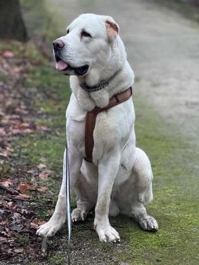 Zentralasiatischer Owtscharka-Beitrag-Bild