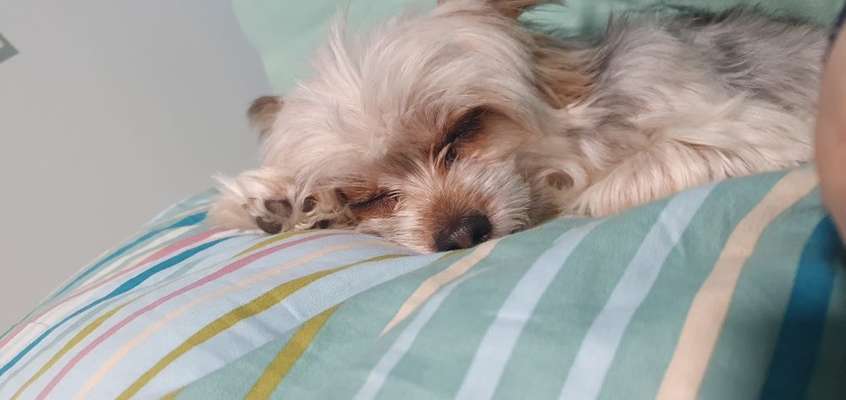 Zeigt mir die tollste Nahaufnahme von eurer Fellnase-Beitrag-Bild