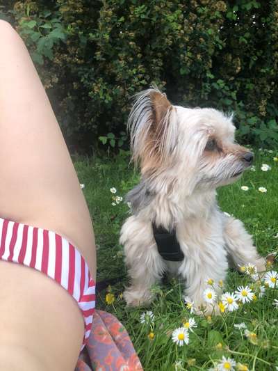 Mischlingshunde Foto Aufruf-Beitrag-Bild