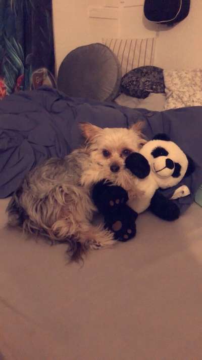 Dogorama Photo Challenge - Lieblingsspielzeug!-Beitrag-Bild