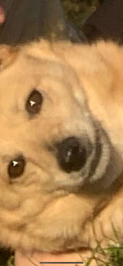 Zeige das lustigste Bild eures Hundis-Beitrag-Bild