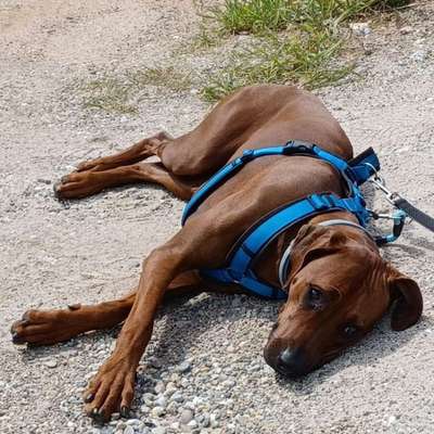 Hundetreffen-Wochenende im Pfälzerwald-Bild