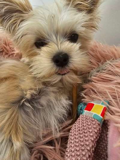 Hundetreffen-Kumpels zum toben gesucht-Bild