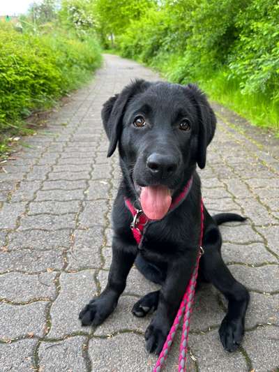 Hundetreffen-Spielkamerad gesucht-Bild