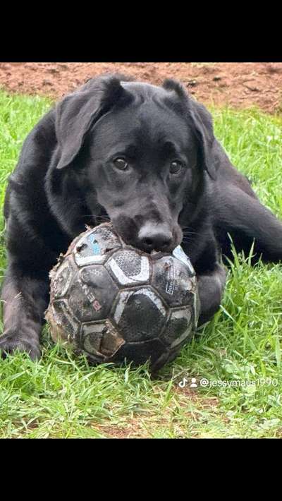 Hundetreffen-Spaziergang usw-Bild