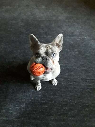 Zeigt her eure Frenchi-Beitrag-Bild