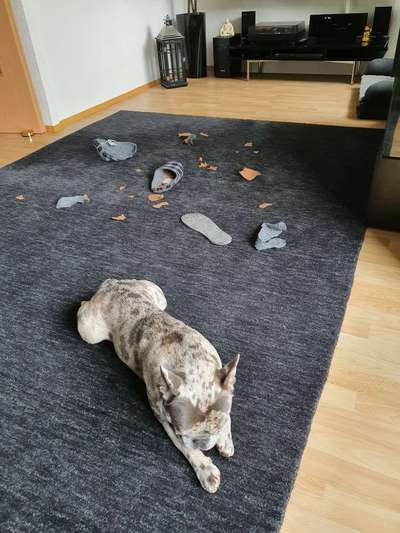 Challenge Nr. 20 - Mein Hund, der Dieb-Beitrag-Bild