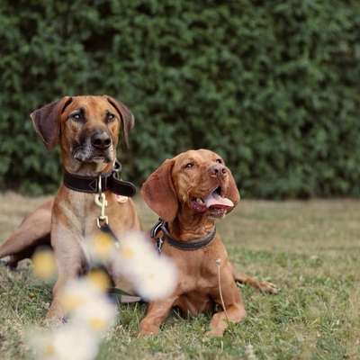 Hundetreffen-Spazier-/Wanderbuddy gesucht-Bild