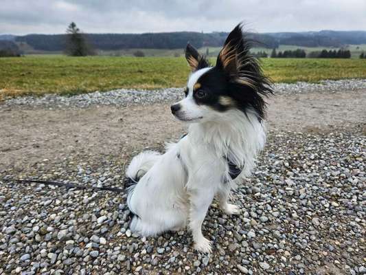 Hundetreffen-Kleine Gassi Freunde gesucht-Bild