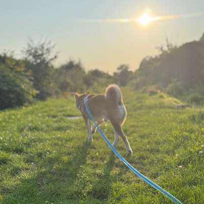 Hundetreffen-Zeisigwald Spaziergänge-Bild