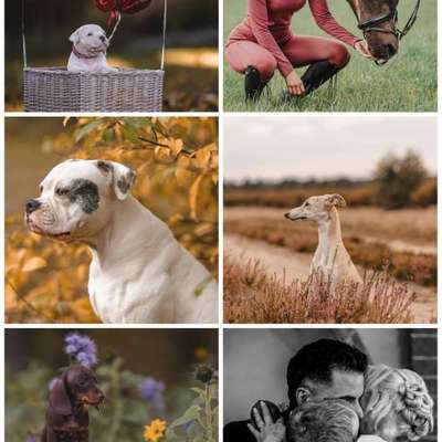 Hundetreffen-Suche Hundemodell für Tfp-Bild