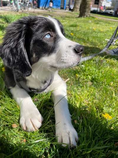 Wie heißt dein Hund?-Beitrag-Bild