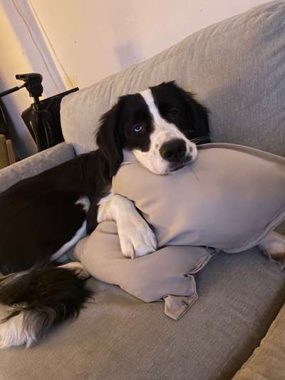 Schäferhund-Beitrag-Bild