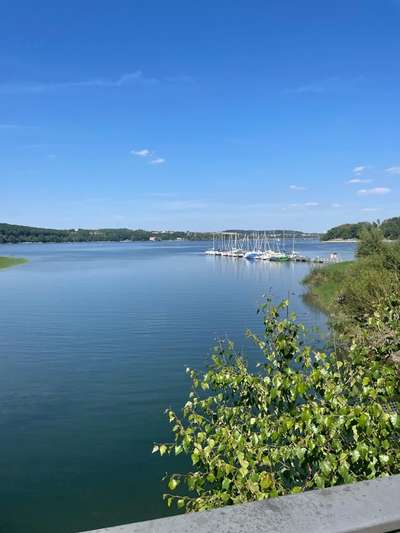Die wunderschöne Welt mit Hund.-Beitrag-Bild