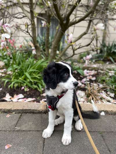 Fotografie / Hundefotografie-Beitrag-Bild