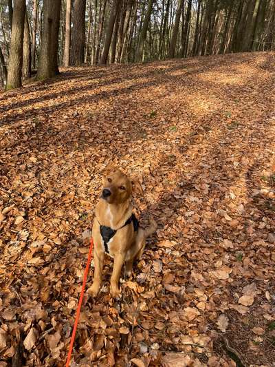 Hundetreffen-Gassi oder Spielkameraden-Bild