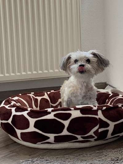 Not OP Bandscheibenvorfall Bolonka Zwetna 5 Jahre-Beitrag-Bild