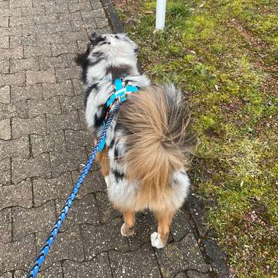 Hundetreffen-Junghundtreffen-Bild