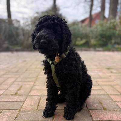 Hundetreffen-Spielkumpel für Pudelwelpen gesucht-Bild