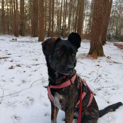 Auslandstierschutz-Beitrag-Bild