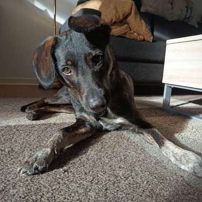 Auslandstierschutz-Beitrag-Bild