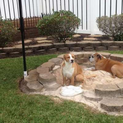 Der perfekte Hundegarten-Beitrag-Bild