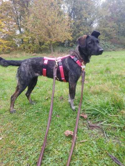 Hunde aus Rumänien-Beitrag-Bild