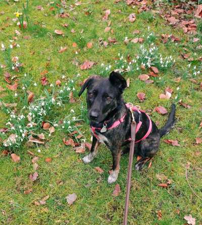 Hunde aus Rumänien-Beitrag-Bild