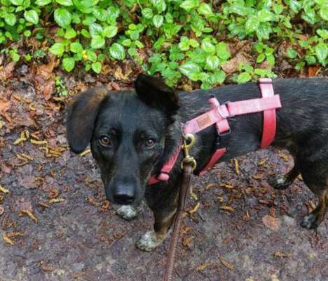 Wie sitzt mein Maulkorb / Maulkorb-Beratung-Beitrag-Bild