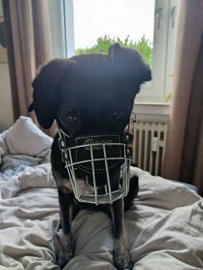 Wie sitzt mein Maulkorb / Maulkorb-Beratung-Beitrag-Bild