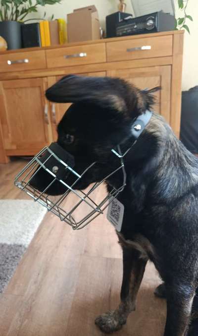 Wie sitzt mein Maulkorb / Maulkorb-Beratung-Beitrag-Bild