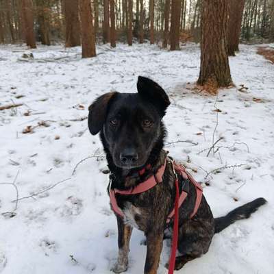 Auslandstierschutz-Beitrag-Bild