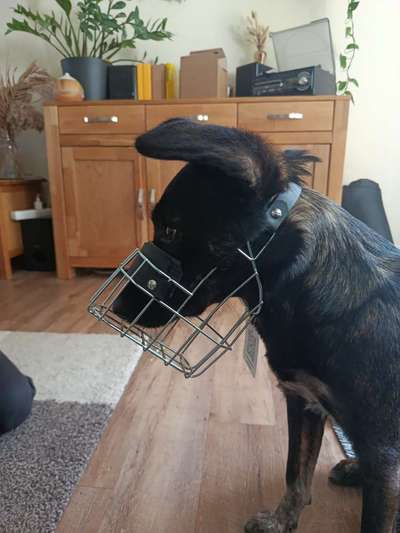 Wie sitzt mein Maulkorb / Maulkorb-Beratung-Beitrag-Bild