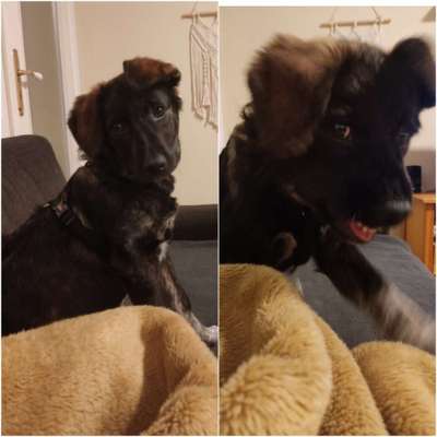 Lustigsten Grimassen von euren Hunden-Beitrag-Bild