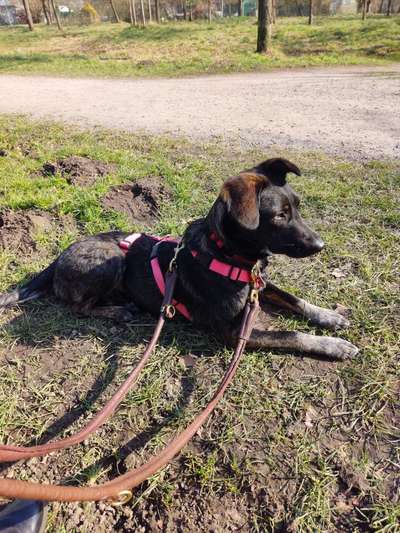 Hunde aus Rumänien-Beitrag-Bild