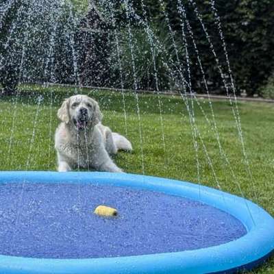 Der perfekte Hundegarten-Beitrag-Bild