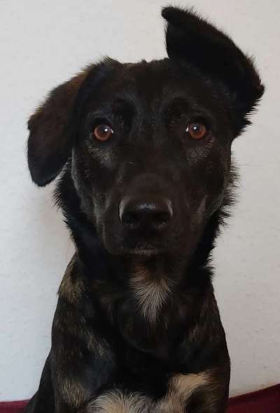 Wie sitzt mein Maulkorb / Maulkorb-Beratung-Beitrag-Bild