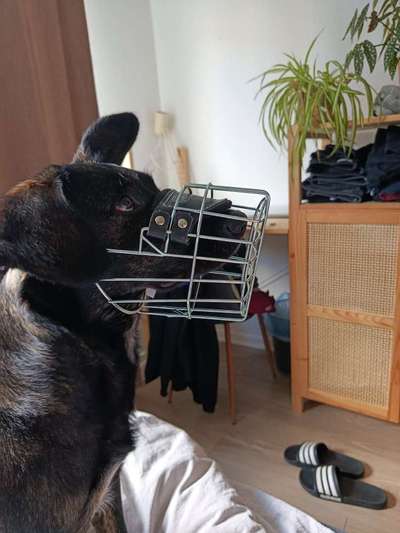 Wie sitzt mein Maulkorb / Maulkorb-Beratung-Beitrag-Bild