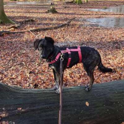 Auslandstierschutz-Beitrag-Bild