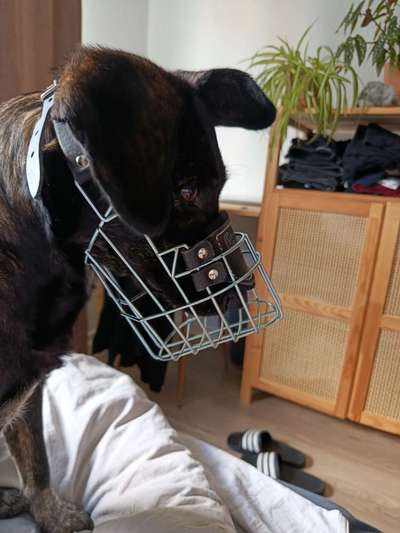 Wie sitzt mein Maulkorb / Maulkorb-Beratung-Beitrag-Bild