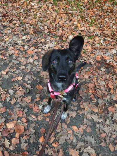 Hunde aus Rumänien-Beitrag-Bild