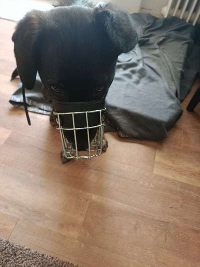 Wie sitzt mein Maulkorb / Maulkorb-Beratung-Beitrag-Bild