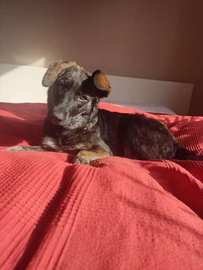 Ohrstellung bei Zahnwechsel-Beitrag-Bild