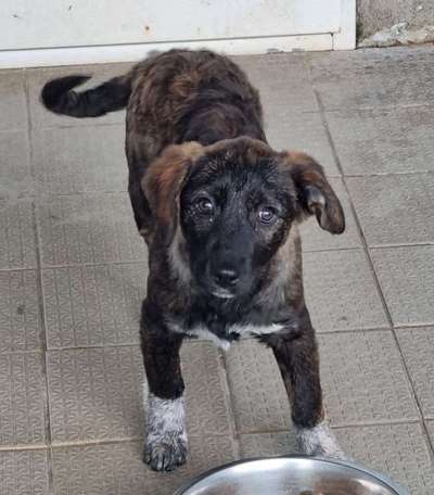 Ohrstellung bei Zahnwechsel-Beitrag-Bild