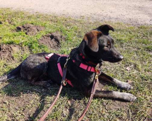 Wie sitzt mein Maulkorb / Maulkorb-Beratung-Beitrag-Bild